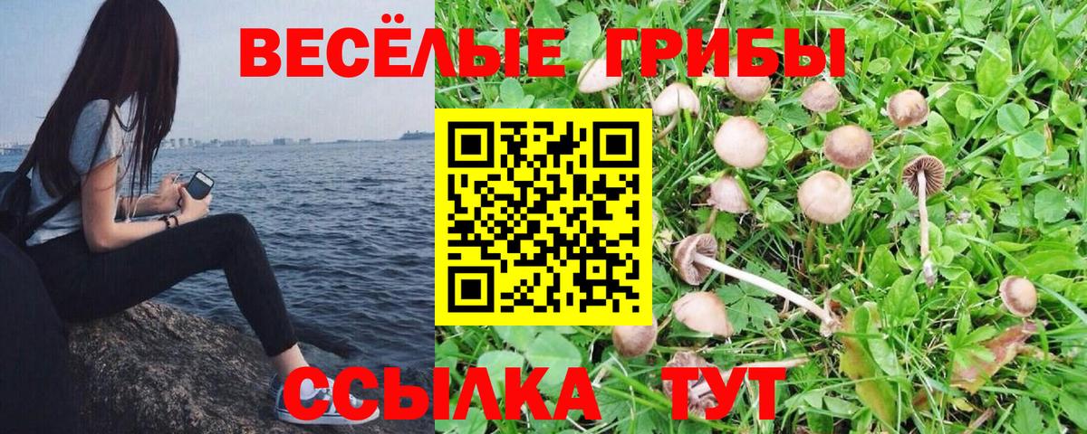 Галлюциногенные грибы MAGIC MUSHROOMS  Вход с VPN  купить наркотик  Выкса 